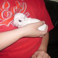 Chihuahua Beautyful Princess Donna