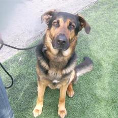 Blanding af racer Tander