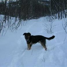 Blanding af racer Tander