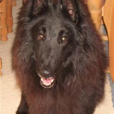 Groenendael Victor Macy V. Lana's Hof