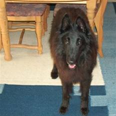 Groenendael Victor Macy V. Lana's Hof