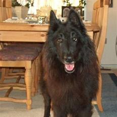 Groenendael Victor Macy V. Lana's Hof