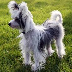 Chinese crested powder puff mini