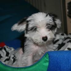 Chinese crested powder puff mini