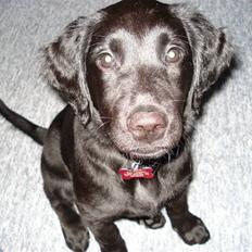 Flat coated retriever Maggie