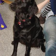 Flat coated retriever Maggie