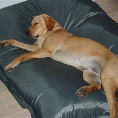 Labrador retriever Enzo