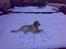 Golden retriever Nova