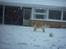 Golden retriever Nova