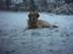 Golden retriever Nova