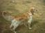 Golden retriever Nova