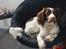 Engelsk springer spaniel Misty af Silver Meadow - Se Mig!
Ca. 2 år:*
Foto:Mathilde-Tak