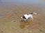 Engelsk springer spaniel Misty af Silver Meadow - vand :D
Ca. 1 år
Foto:?