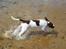 Engelsk springer spaniel Misty af Silver Meadow - Vand hund!!
Ca. 1 år
foto:?