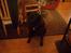 Labrador retriever /blanding Rie<3