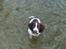 Engelsk springer spaniel Misty af Silver Meadow - Skal jeg side ned? vandet er lidt koldt! og de måger fjerner sig jo ikke af sig selv!
Ca. 1 år
Foto:?