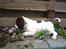 Engelsk springer spaniel Misty af Silver Meadow - Blomster? ja det kan vel også spises!
6 uger:)
Foto:Søren-tak
