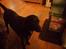 Labrador retriever /blanding Rie<3