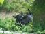 Labrador retriever /blanding Rie<3 - Billedet er tage oppe fra 1 saglen