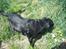 Labrador retriever /blanding Rie<3