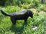 Labrador retriever /blanding Rie<3