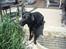 Labrador retriever /blanding Rie<3