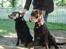 Labrador retriever Mille - Mille og samson (;