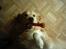 Golden retriever Nova
