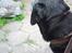 Labrador retriever Victor RIP - og op på terassen xD