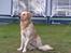 Golden retriever Nova