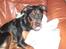 Blanding af racer Fraya R.I.P 26/4-2011 - jeg rækker lige tunge til kamaraet