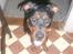 Blanding af racer Fraya R.I.P 26/4-2011 - der er du :-)