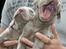 Weimaraner HOT SHOOT`S JUBII HD A - himmelhund - Yeeehaaarrrr