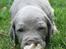 Weimaraner HOT SHOOT`S JUBII HD A - himmelhund