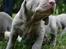 Weimaraner HOT SHOOT`S JUBII HD A - himmelhund - Man har vel romertud :o)