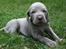 Weimaraner HOT SHOOT`S JUBII HD A - himmelhund - Ja nu ligner jeg næsten en hund