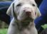Weimaraner HOT SHOOT`S JUBII HD A - himmelhund - Og?