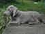 Weimaraner HOT SHOOT`S JUBII HD A - himmelhund - Jubii vogter på broen