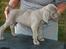 Weimaraner HOT SHOOT`S JUBII HD A - himmelhund - 6 uger - Jubii 