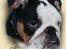 Engelsk bulldog Qupios Suprice Mille - Mille fik også et af Betina J´ super flotte tegninger..