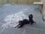 Blanding af racer Nala - Der var engang en pude.......