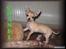 Chihuahua Chanel<3