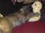 Cairn terrier Fie <3 *VIP* - søde fie, hygger med sin bamse :-)