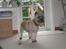 Cairn terrier Fie <3 *VIP* - fie :-)