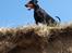 Dobermann GOF Charming Chianti