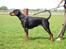 Dobermann GOF Charming Chianti - D. 12/12