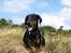 Dobermann GOF Charming Chianti