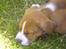 Blanding af racer Lotus  *RIP* - Træt lille hund
