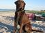 Labrador retriever Ice man (Ludvig) - Ludvig basse´