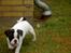 Blanding af racer Fransk bulldog/mops Boss - Fuld fart på....